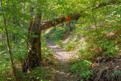 Trails